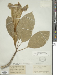 Solandra grandiflora image