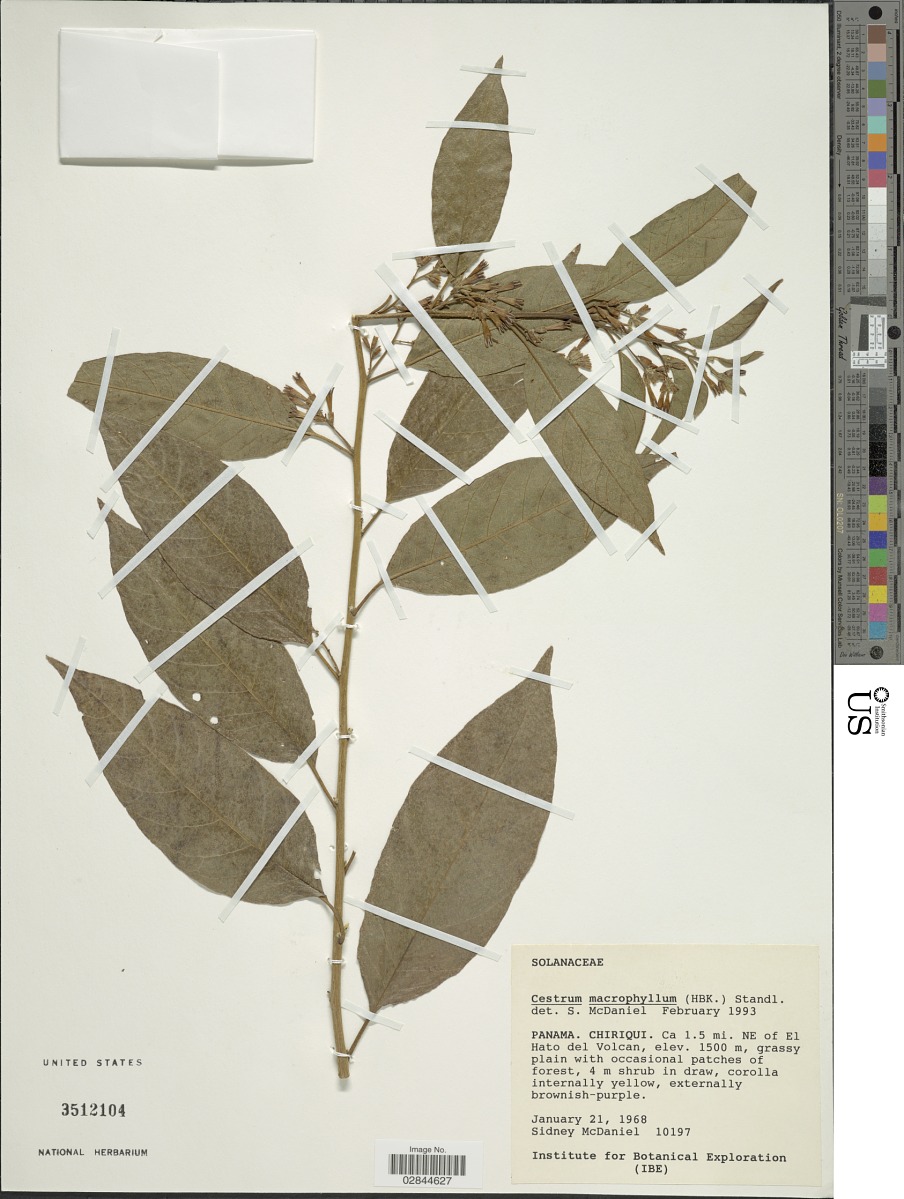 Cestrum macrophyllum image