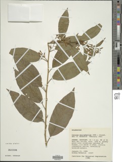 Image of Cestrum macrophyllum