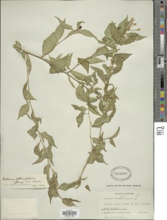 Cestrum alternifolium image