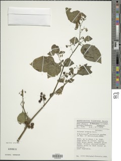 Image of Solanum scabrum