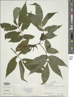 Image of Solanum trizygum