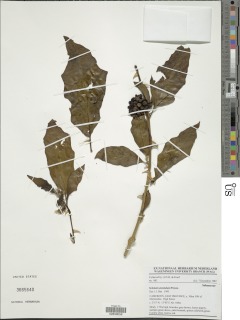 Image of Solanum anomalum