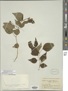 Lycianthes quichensis image