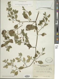 Image of Salpichroa origanifolia