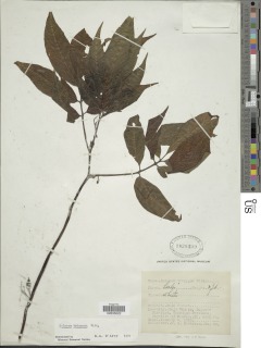 Solanum trizygum image