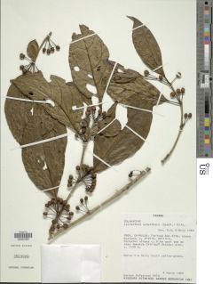 Lycianthes synanthera image