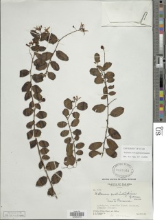 Image of Solanum evolvulifolium