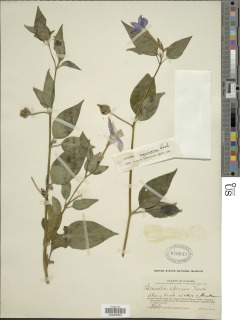 Image of Browallia speciosa