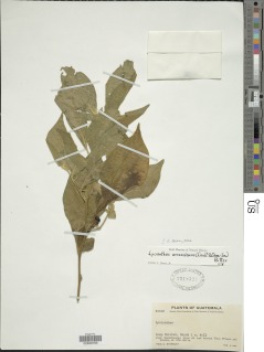 Lycianthes arrazolensis image