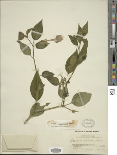 Browallia speciosa image