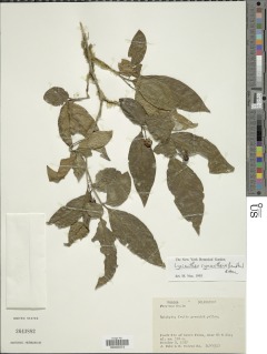 Image of Lycianthes synanthera