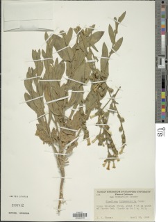 Physalis acutifolia image