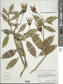 Image of Schultesianthus uniflorus