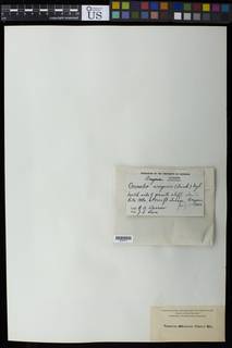 Omphalora arizonica image