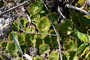 Selaginella nothohybrida image