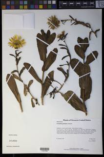 Grindelia × paludosa image