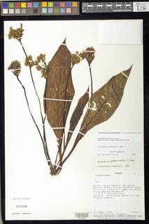 Trichodrymonia pedunculata image