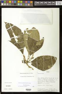 Drymonia macrophylla image
