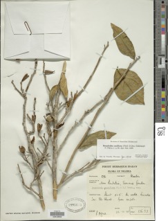 Image of Brunfelsia uniflora