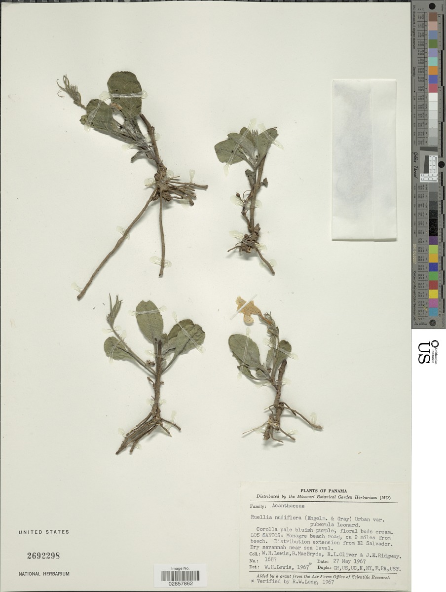 Ruellia nudiflora var. puberula image