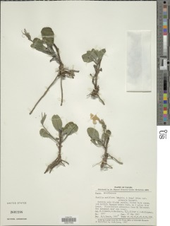 Ruellia nudiflora image