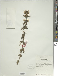 Dyschoriste trichocalyx image