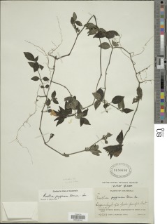 Ruellia pygmaea image