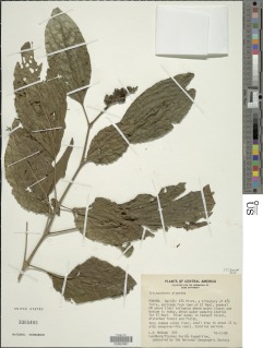 Trichanthera gigantea image