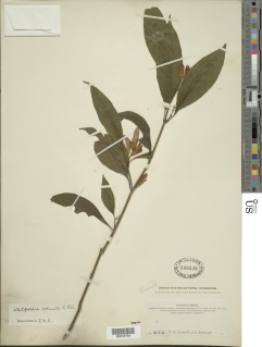 Whitfieldia colorata image