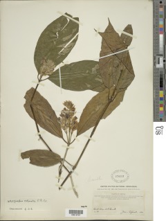 Whitfieldia colorata image