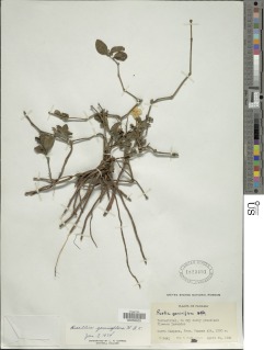 Ruellia geminiflora image