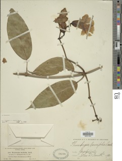 Thunbergia laurifolia image