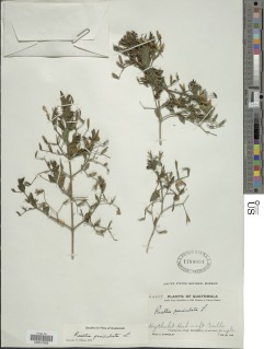 Image of Ruellia paniculata