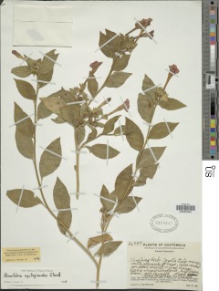 Image of Brunfelsia nyctaginoides