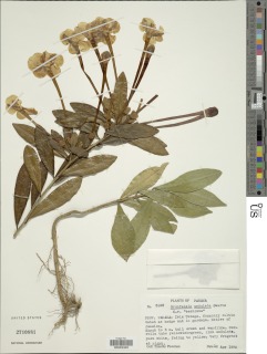 Brunfelsia undulata image