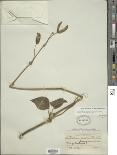 Louteridium donnell-smithii image