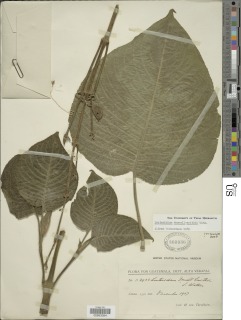 Louteridium donnell-smithii image