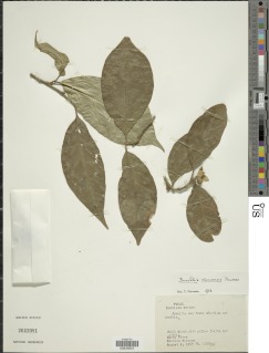 Brunfelsia chocoensis image
