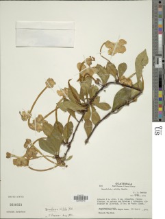 Image of Brunfelsia nitida