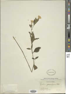 Image of Ruellia geminiflora