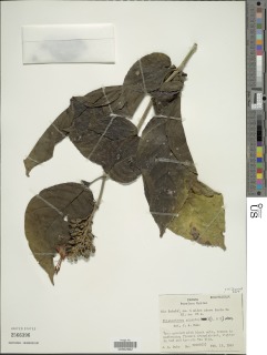 Trichanthera gigantea image