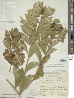 Image of Brunfelsia americana