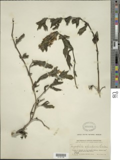 Hygrophila spiciformis image