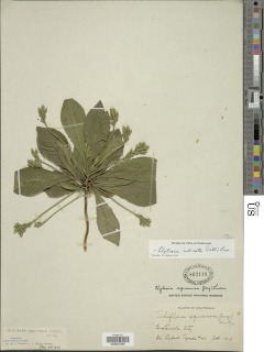 Image of Elytraria imbricata