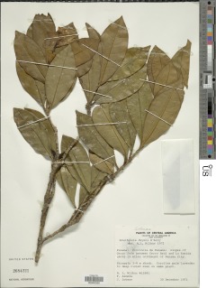 Brunfelsia dwyeri image