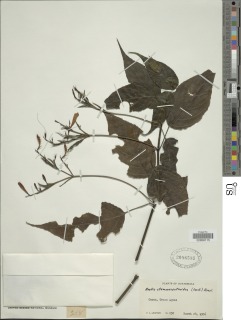 Ruellia stemonacanthoides image