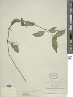 Ruellia costaricensis image