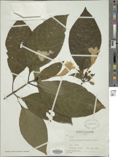 Ruellia tubiflora image