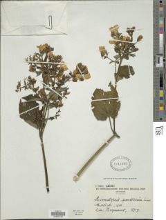 Mimulopsis lyalliana image